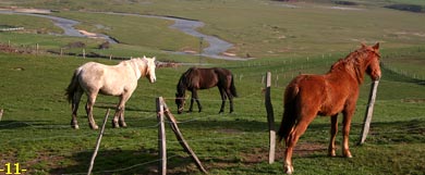 CABALLOS: AL FONDO, EL EBRO.
